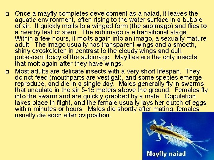  Once a mayfly completes development as a naiad, it leaves the aquatic environment,