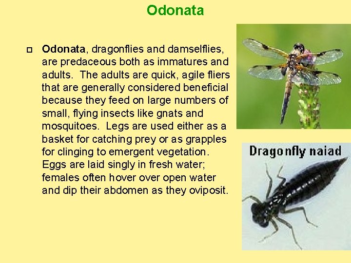 Odonata Odonata, dragonflies and damselflies, are predaceous both as immatures and adults. The adults