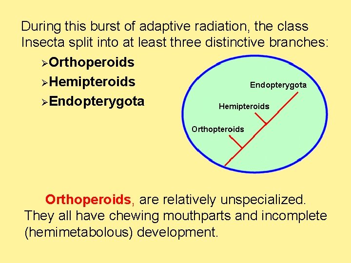 During this burst of adaptive radiation, the class Insecta split into at least three