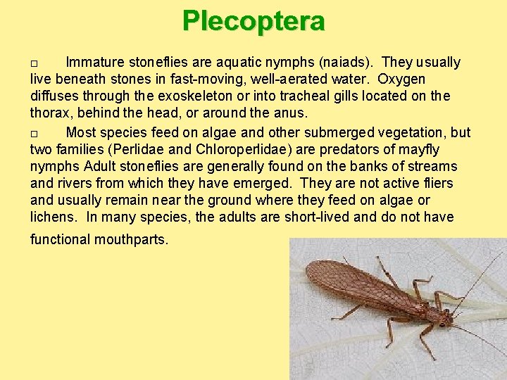 Plecoptera Immature stoneflies are aquatic nymphs (naiads). They usually live beneath stones in fast-moving,