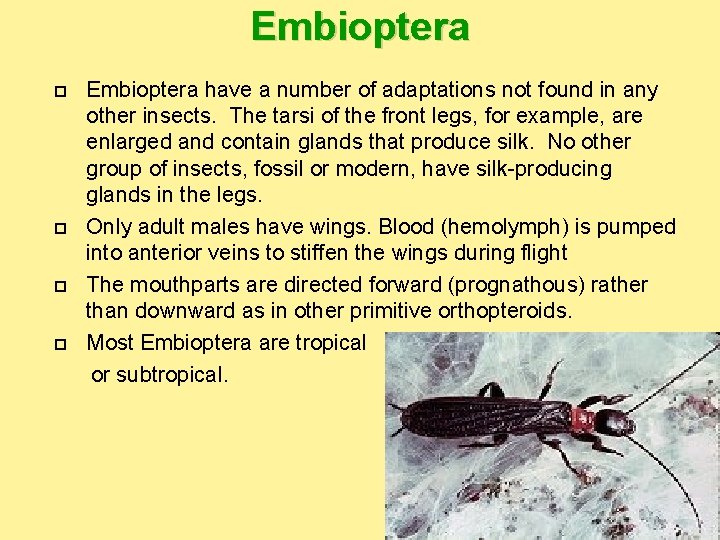 Embioptera have a number of adaptations not found in any other insects. The tarsi