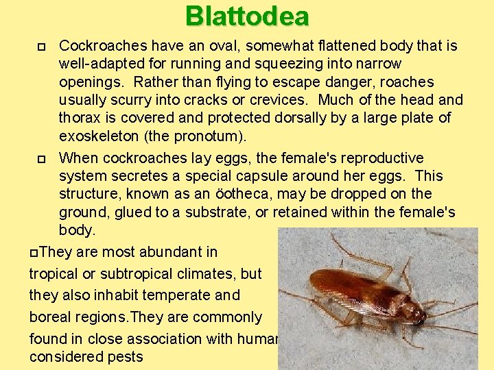 Blattodea Cockroaches have an oval, somewhat flattened body that is well-adapted for running and