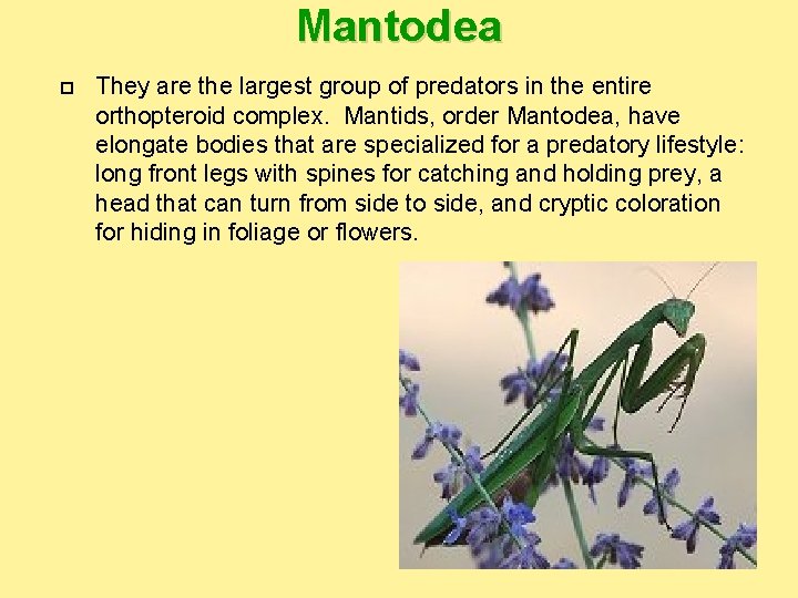 Mantodea They are the largest group of predators in the entire orthopteroid complex. Mantids,