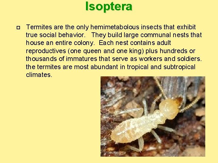 Isoptera Termites are the only hemimetabolous insects that exhibit true social behavior. They build