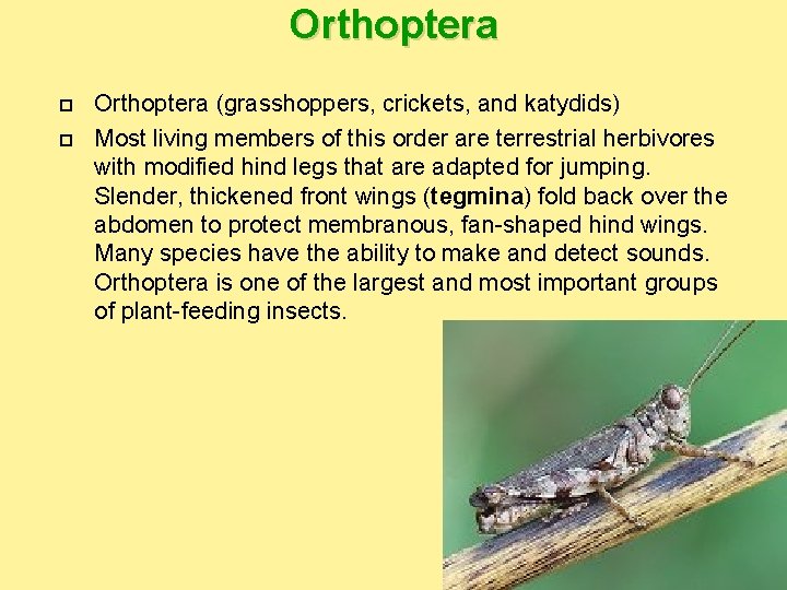 Orthoptera (grasshoppers, crickets, and katydids) Most living members of this order are terrestrial herbivores