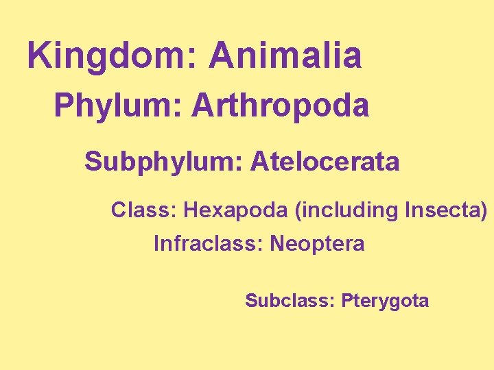 Kingdom: Animalia Phylum: Arthropoda Subphylum: Atelocerata Class: Hexapoda (including Insecta) Infraclass: Neoptera Subclass: Pterygota