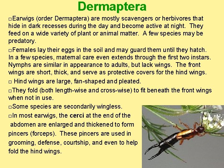 Dermaptera Earwigs (order Dermaptera) are mostly scavengers or herbivores that hide in dark recesses