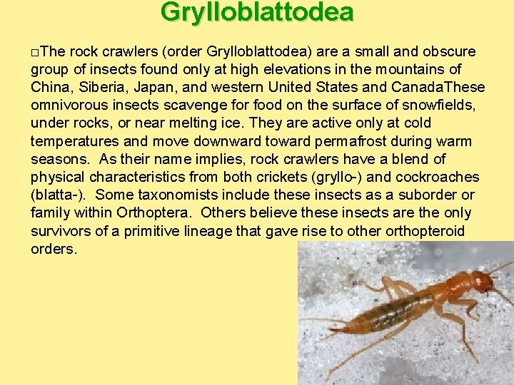 Grylloblattodea The rock crawlers (order Grylloblattodea) are a small and obscure group of insects