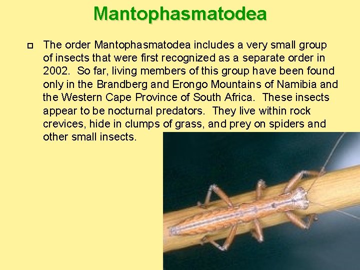Mantophasmatodea The order Mantophasmatodea includes a very small group of insects that were first