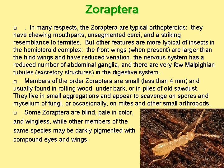 Zoraptera. In many respects, the Zoraptera are typical orthopteroids: they have chewing mouthparts, unsegmented