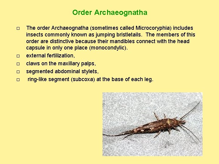 Order Archaeognatha The order Archaeognatha (sometimes called Microcoryphia) includes insects commonly known as jumping