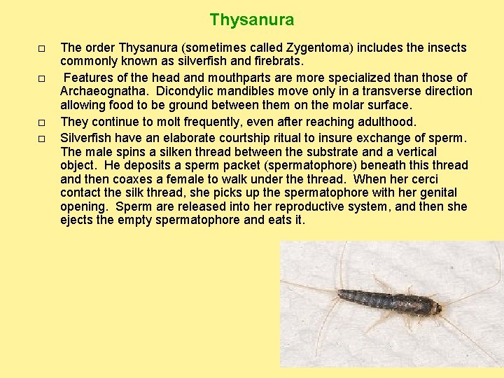 Thysanura The order Thysanura (sometimes called Zygentoma) includes the insects commonly known as silverfish