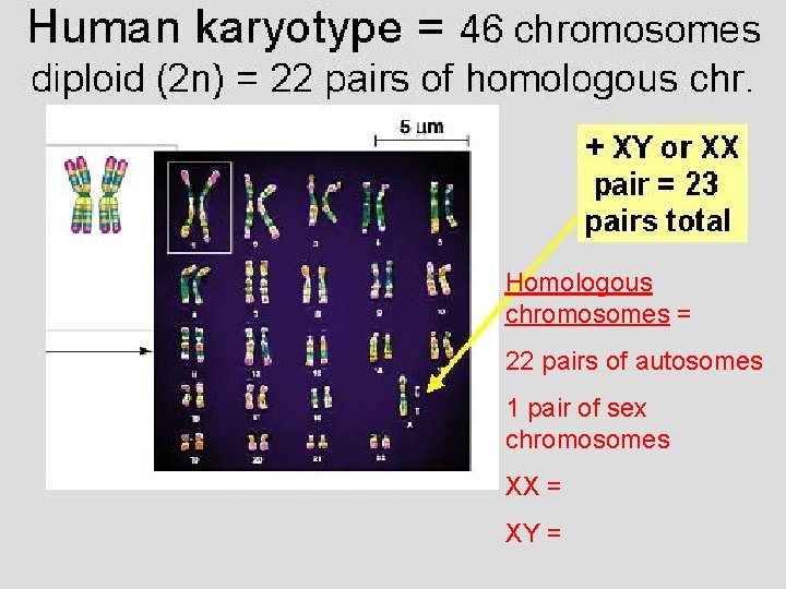 Homologous chromosomes = 22 pairs of autosomes 1 pair of sex chromosomes XX =