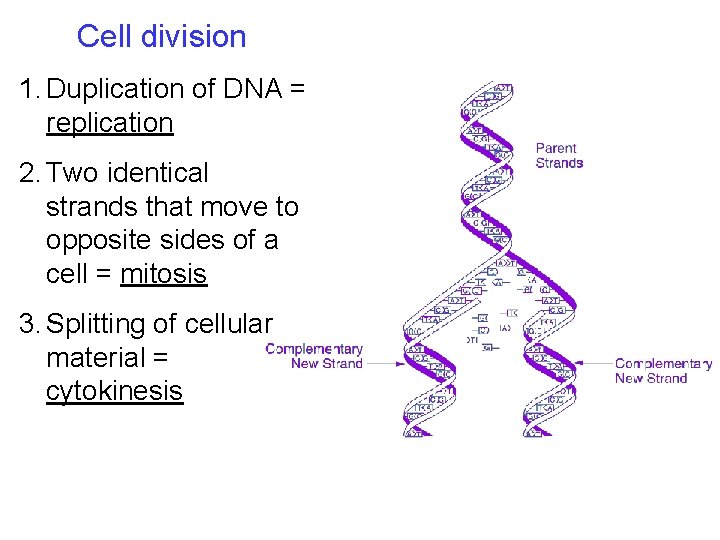 Cell division 1. Duplication of DNA = replication 2. Two identical strands that move