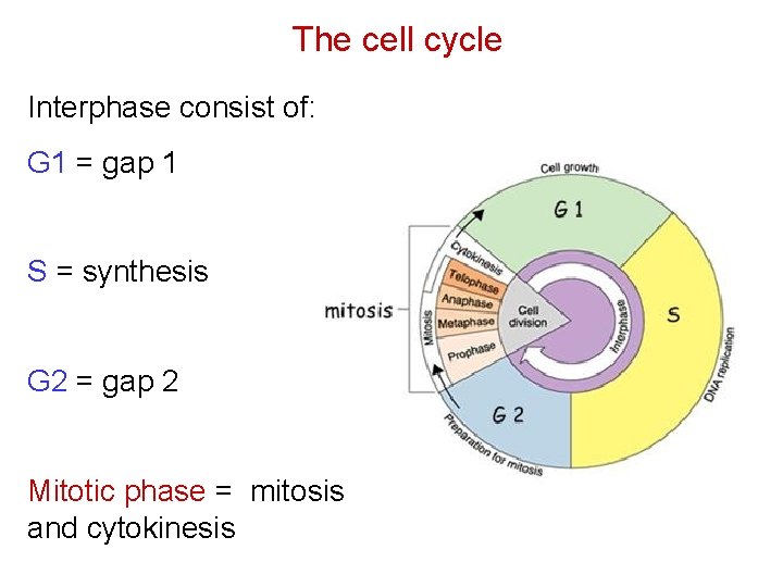 The cell cycle Interphase consist of: G 1 = gap 1 S = synthesis