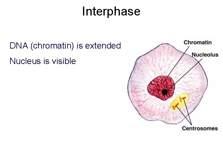 Interphase DNA (chromatin) is extended Nucleus is visible 