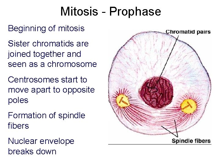 Mitosis - Prophase Beginning of mitosis Sister chromatids are joined together and seen as