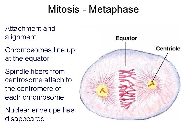 Mitosis - Metaphase Attachment and alignment Chromosomes line up at the equator Spindle fibers