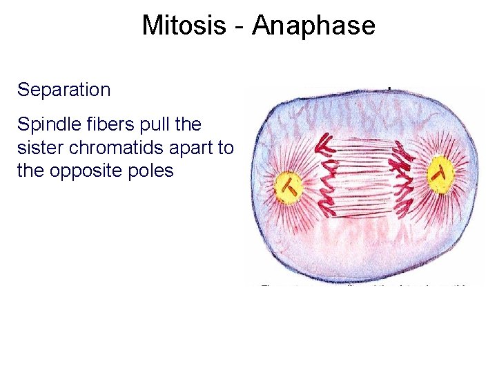 Mitosis - Anaphase Separation Spindle fibers pull the sister chromatids apart to the opposite