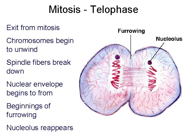 Mitosis - Telophase Exit from mitosis Chromosomes begin to unwind Spindle fibers break down