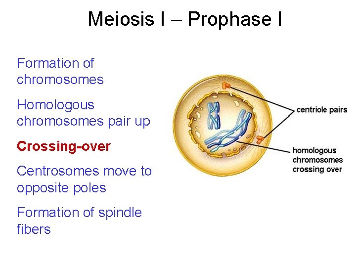 Meiosis I – Prophase I Formation of chromosomes Homologous chromosomes pair up Crossing-over Centrosomes