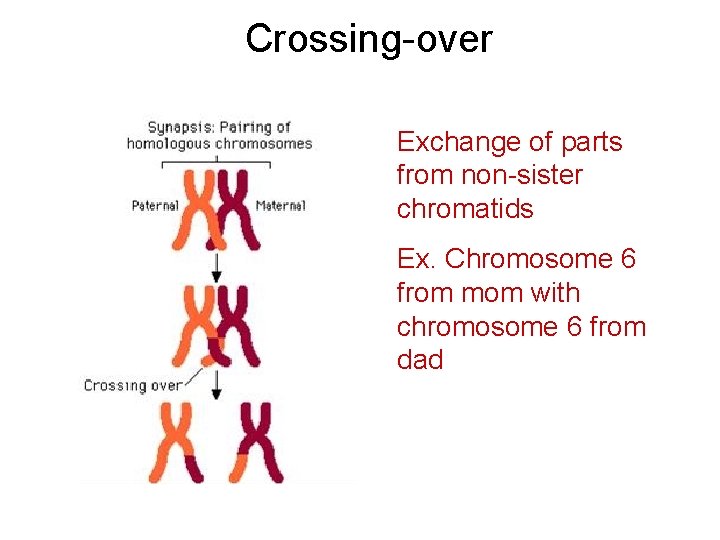 Crossing-over Exchange of parts from non-sister chromatids Ex. Chromosome 6 from mom with chromosome