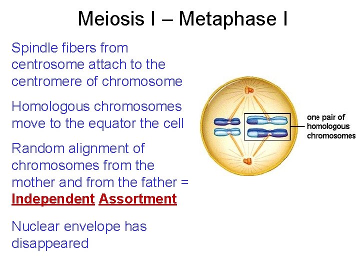 Meiosis I – Metaphase I Spindle fibers from centrosome attach to the centromere of