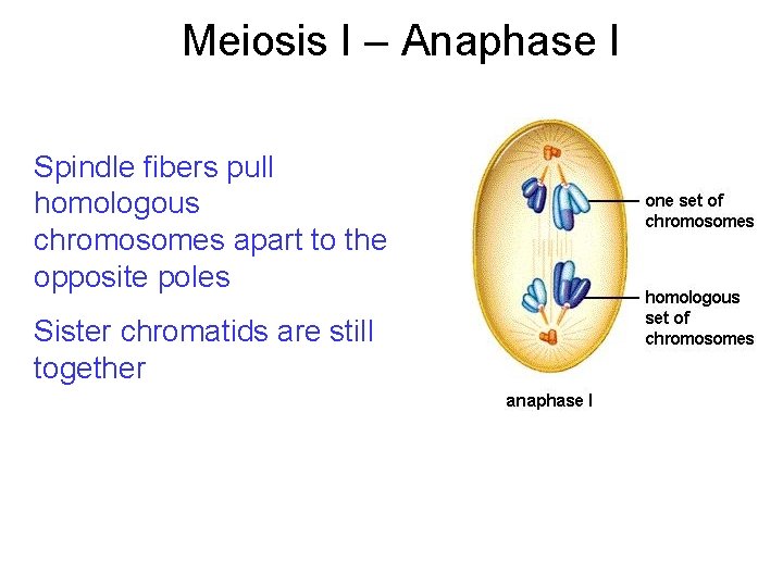 Meiosis I – Anaphase I Spindle fibers pull homologous chromosomes apart to the opposite