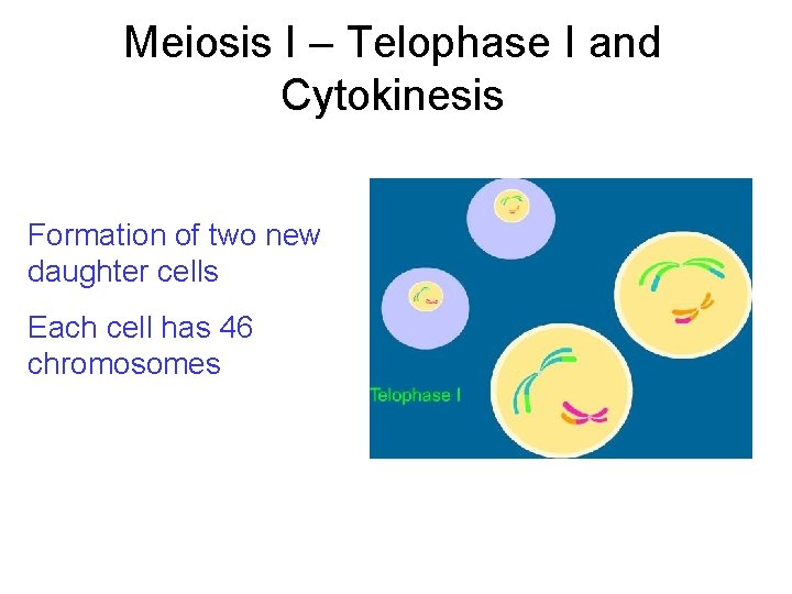 Meiosis I – Telophase I and Cytokinesis Formation of two new daughter cells Each