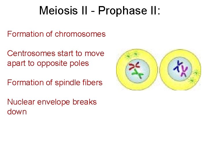 Meiosis II - Prophase II: Formation of chromosomes Centrosomes start to move apart to