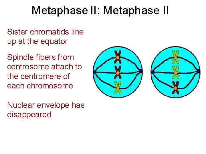 Metaphase II: Metaphase II Sister chromatids line up at the equator Spindle fibers from