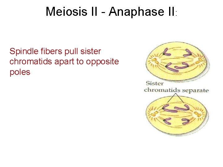 Meiosis II - Anaphase II: Spindle fibers pull sister chromatids apart to opposite poles