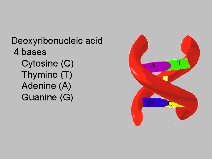 Deoxyribonucleic acid 4 bases Cytosine (C) Thymine (T) Adenine (A) Guanine (G) T A