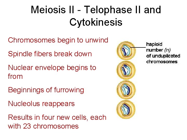 Meiosis II - Telophase II and Cytokinesis Chromosomes begin to unwind Spindle fibers break