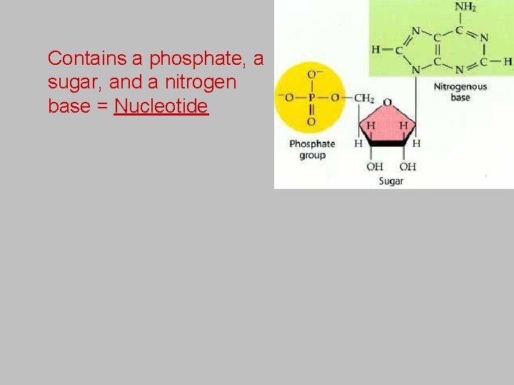 Contains a phosphate, a sugar, and a nitrogen base = Nucleotide 