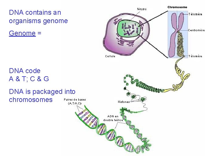 DNA contains an organisms genome Genome = DNA code A & T; C &