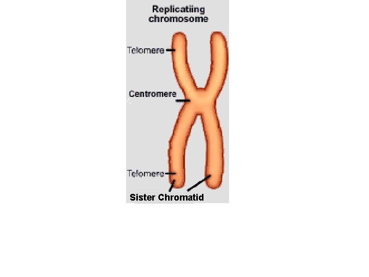Sister Chromatid 