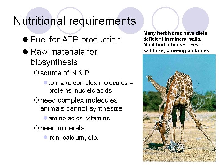 Nutritional requirements l Fuel for ATP production l Raw materials for biosynthesis Many herbivores Nutritional requirements l Fuel for ATP production l Raw materials for biosynthesis Many herbivores