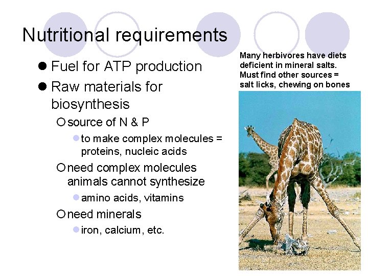 Nutritional requirements l Fuel for ATP production l Raw materials for biosynthesis Many herbivores