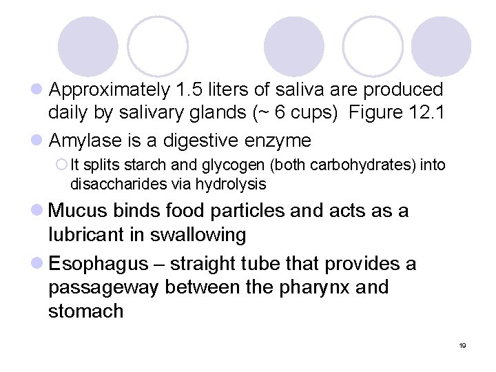 l Approximately 1. 5 liters of saliva are produced daily by salivary glands (~