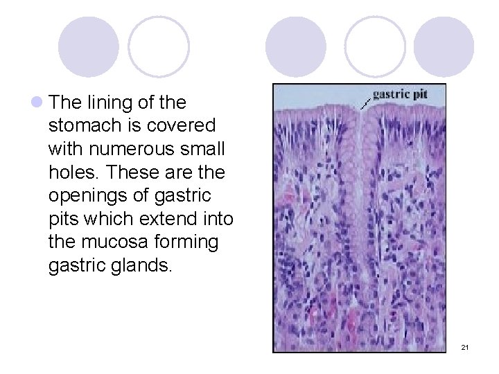 l The lining of the stomach is covered with numerous small holes. These are