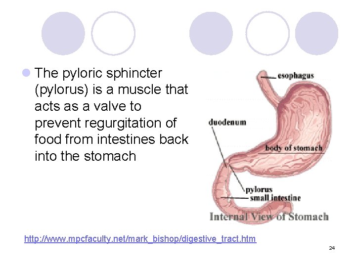 l The pyloric sphincter (pylorus) is a muscle that acts as a valve to