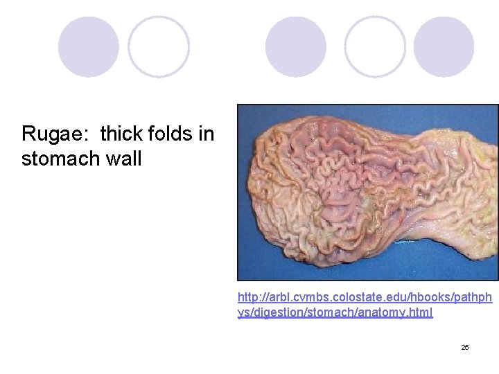 Rugae: thick folds in stomach wall http: //arbl. cvmbs. colostate. edu/hbooks/pathph ys/digestion/stomach/anatomy. html 25