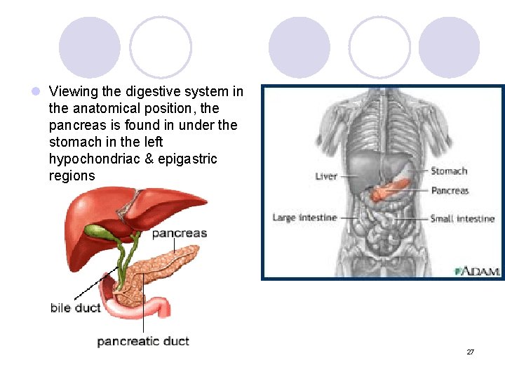 l Viewing the digestive system in the anatomical position, the pancreas is found in