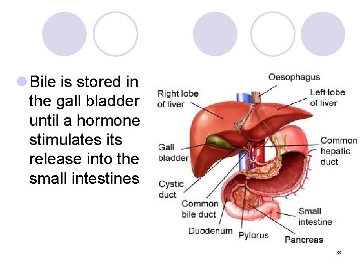 l Bile is stored in the gall bladder until a hormone stimulates its release