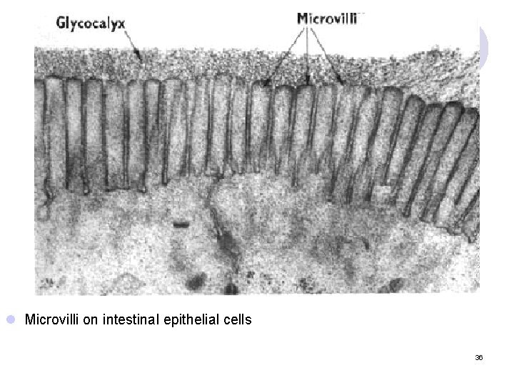 l Microvilli on intestinal epithelial cells 36 