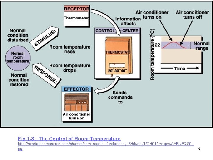 Fig 1 -3: The Control of Room Temperature http: //media. pearsoncmg. com/ph/esm_martini_fundanaphy_5/bb/obj/1/CH 01/images/AABKEQS 0.