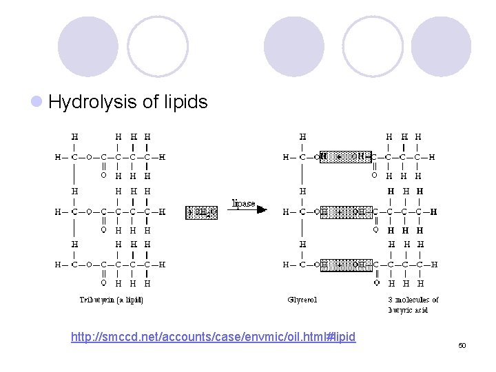 l Hydrolysis of lipids http: //smccd. net/accounts/case/envmic/oil. html#lipid 50 