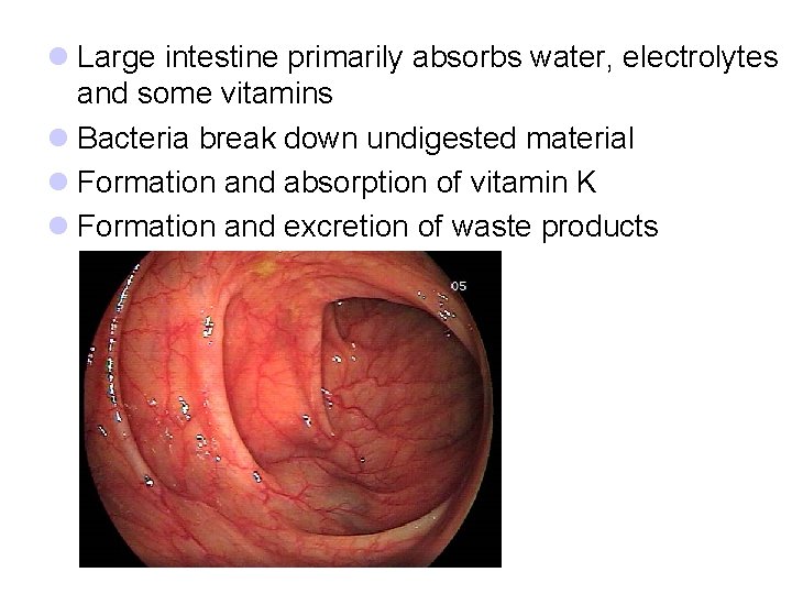 l Large intestine primarily absorbs water, electrolytes and some vitamins l Bacteria break down