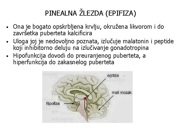 PINEALNA ŽLEZDA (EPIFIZA) • • • Ona je bogato opskrbljena krvlju, okružena likvorom i